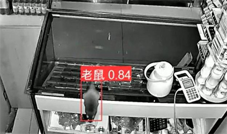 AI視頻監(jiān)控能拍到老鼠？老鼠監(jiān)控算法說可以